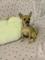 Cici , a female Pomchi for sale in Godwin, NC – 5 of 6