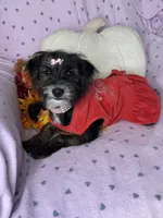 Peppy, a female Yorkipoo for sale in Godwin, NC – 7 of 7