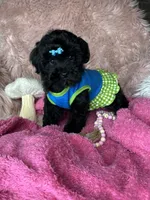 Brittany , a female Yorkipoo for sale in Godwin, NC – 2 of 6