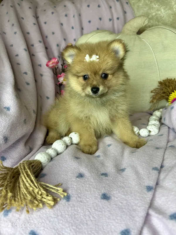 Peppy  – Pomeranian puppy for sale in Godwin, NC