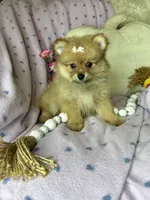 Peppy , a female Pomeranian for sale in Godwin, NC – 1 of 3
