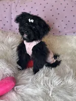 Brittany , a female Yorkipoo for sale in Godwin, NC – 4 of 6
