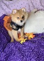 Peppy , a female Pomeranian for sale in Godwin, NC – 4 of 7