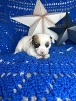 Cosmo , a male Pomchi for sale in Godwin, NC – 2 of 6