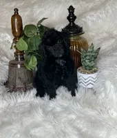 Rocky, a male Poodle - Toy  for sale in Godwin, NC – 3 of 5