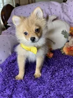Penny, a female Pomeranian for sale in Godwin, NC – 3 of 4