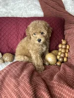 Frito, a male Poodle - Toy  for sale in Godwin, NC – 4 of 6