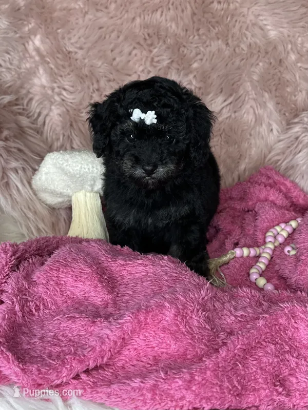 Reese  – Poodle - Toy  puppy for sale in Godwin, NC