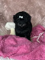 Reese , a female Poodle - Toy  for sale in Godwin, NC – 1 of 4