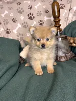 Pickle, a male Pomeranian for sale in Godwin, NC – 2 of 3