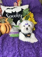 Harmony, a female Maltese for sale in Godwin, NC – 3 of 7