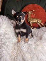 Ceaser , a male Pomchi for sale in Godwin, NC – 2 of 5