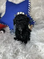 Rocky, a male Poodle - Toy  for sale in Godwin, NC – 3 of 3