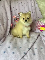 Penny, a female Pomeranian for sale in Godwin, NC – 3 of 5