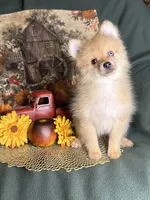 Poptart, a male Pomeranian for sale in Godwin, NC – 4 of 6
