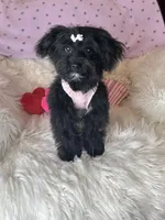 Brittany , a female Yorkipoo for sale in Godwin, NC – 1 of 6