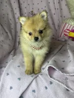 Penny, a female Pomeranian for sale in Godwin, NC – 5 of 5