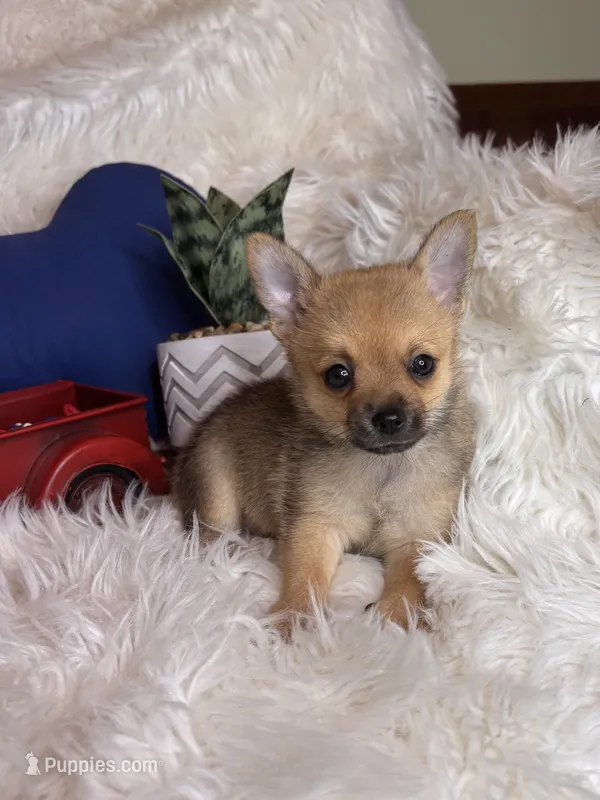 Cheshire  – Pomchi puppy for sale in Godwin, NC