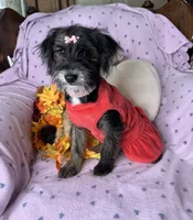 Peppy, a female Yorkipoo for sale in Godwin, NC – 5 of 7