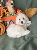 Honeybun, a male Maltese for sale in Godwin, NC – 5 of 8