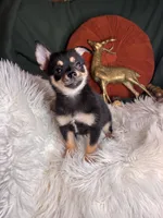Ceaser , a male Pomchi for sale in Godwin, NC – 1 of 5