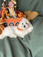Honeybun, a male Maltese for sale in Godwin, NC – 8 of 8