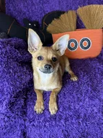 Cici , a female Pomchi for sale in Godwin, NC – 4 of 5