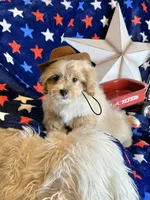 Winston, a male Pekingese and Poodle - Toy  for sale in Godwin, NC – 3 of 4