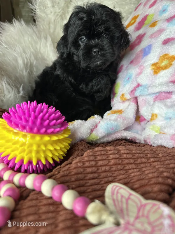 Minnie – Peekapoo puppy for sale in Godwin, NC