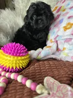 Minnie, a female Peekapoo for sale in Godwin, NC – 1 of 7