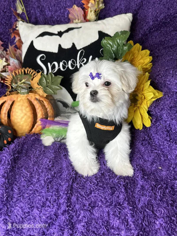 Harmony – Maltese puppy for sale in Godwin, NC