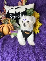 Harmony, a female Maltese for sale in Godwin, NC – 1 of 7