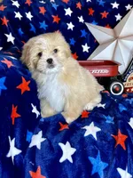 Woody, a male Pekingese and Poodle - Toy  for sale in Godwin, NC – 4 of 6