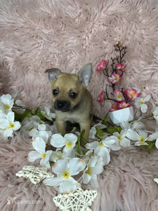 Celeste – Pomchi puppy for sale in Godwin, NC