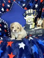 Winston, a male Pekingese and Poodle - Toy  for sale in Godwin, NC – Photo 1 of 4