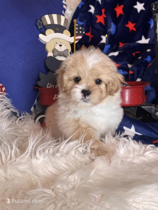 Winston – Pekingese, Poodle - Toy  puppy for sale in Godwin, NC