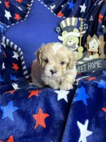 Winston, a male Pekingese and Poodle - Toy  for sale in Godwin, NC – Photo 4 of 4