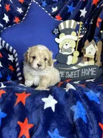 Winston, a male Pekingese and Poodle - Toy  for sale in Godwin, NC – Photo 2 of 4