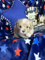 Winston, a male Pekingese and Poodle - Toy  for sale in Godwin, NC – Photo 3 of 4