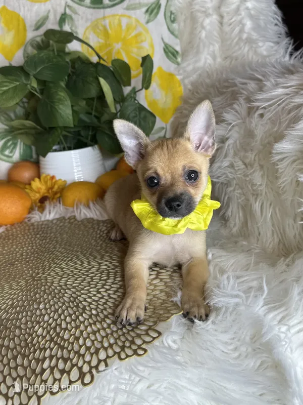 Celeste  – Pomchi puppy for sale in Godwin, NC