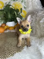 Celeste , a female Pomchi for sale in Godwin, NC – 1 of 7