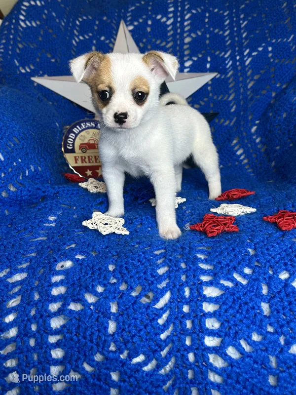 Cosmo  – Pomchi puppy for sale in Godwin, NC