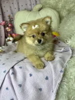 Peppy , a female Pomeranian for sale in Godwin, NC – 2 of 3