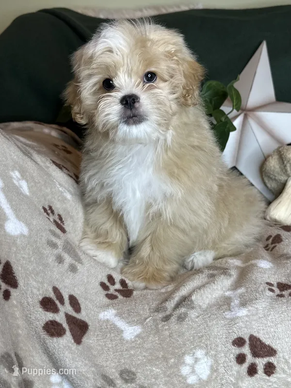 Woody – Pekingese, Poodle - Toy  puppy for sale in Godwin, NC