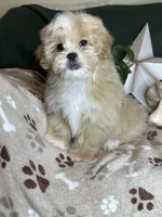 Woody, a male Pekingese and Poodle - Toy  for sale in Godwin, NC – 1 of 4