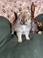 Peter Piper, a male Pomeranian for sale in Godwin, NC – 2 of 5
