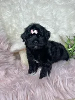 Brittany , a female Yorkipoo for sale in Godwin, NC – 2 of 3