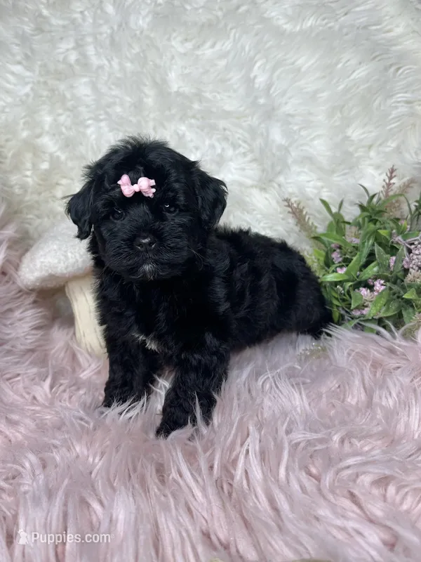 Brittany  – Yorkipoo puppy for sale in Godwin, NC