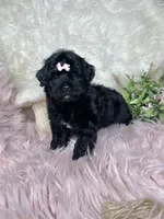 Brittany , a female Yorkipoo for sale in Godwin, NC – 3 of 3