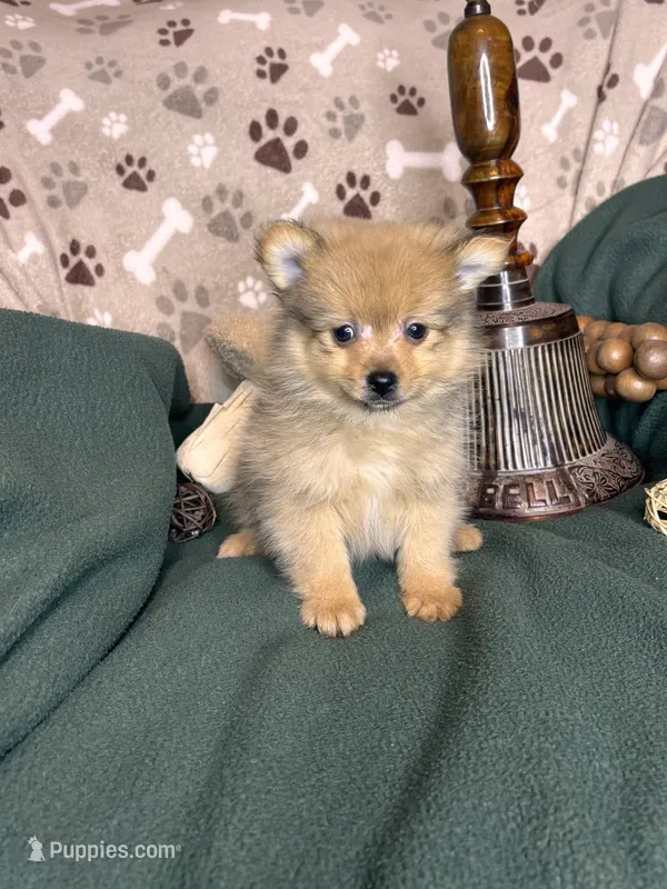 Pickle – Pomeranian puppy for sale in Godwin, NC